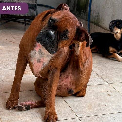 Cacau antes de usar SolviPet Pelo e Derme