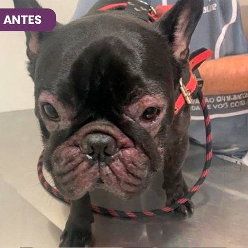 Sombra antes de usar SolviPet Pelo e Derme