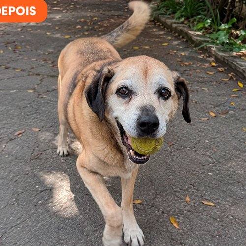 Theo depois do uso contínuo de SolviPet Pelo e Derme