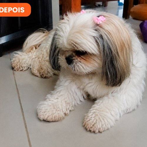 Nina depois do uso contínuo de SolviPet Pelo e Derme