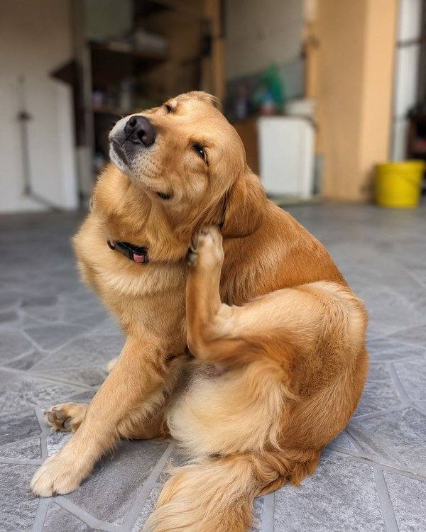 Barriga de cachorro irritada e avermelhada