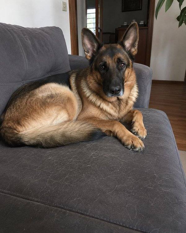 Cachorro sacudindo a cabeça por causa da orelha