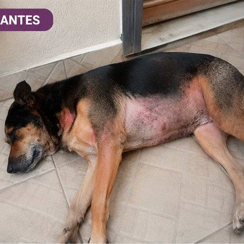 Mel antes de usar SolviPet Pelo e Derme