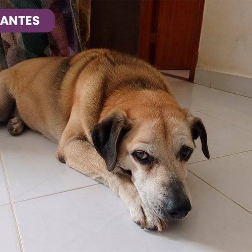 Theo antes de usar SolviPet Pelo e Derme