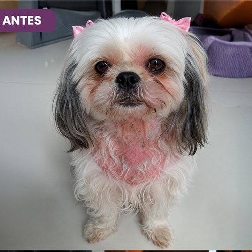 Nina antes de usar SolviPet Pelo e Derme