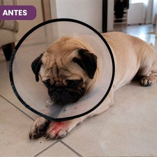 Luna antes de usar SolviPet Pelo e Derme
