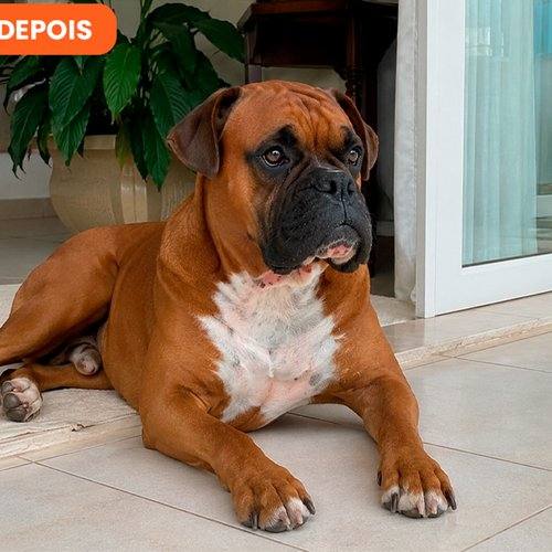 Cacau depois do uso contínuo de SolviPet Pelo e Derme
