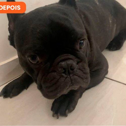 Sombra depois do uso contínuo de SolviPet Pelo e Derme
