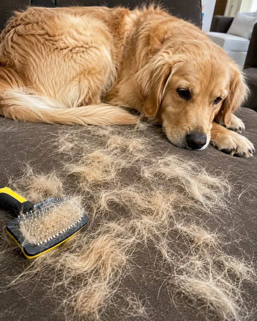 Queda de pelo em cachorro